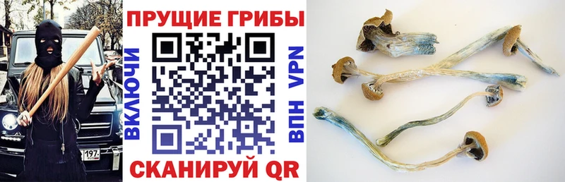 Галлюциногенные грибы Psilocybine cubensis  где купить наркоту  Жирновск 